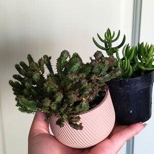 Mini Cactus 🌵 succulents 3D printed pot